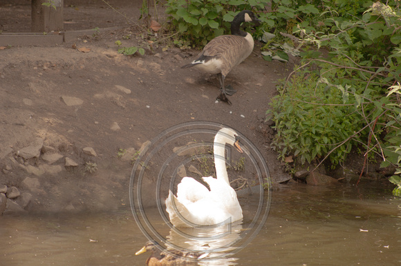 goose swan duck